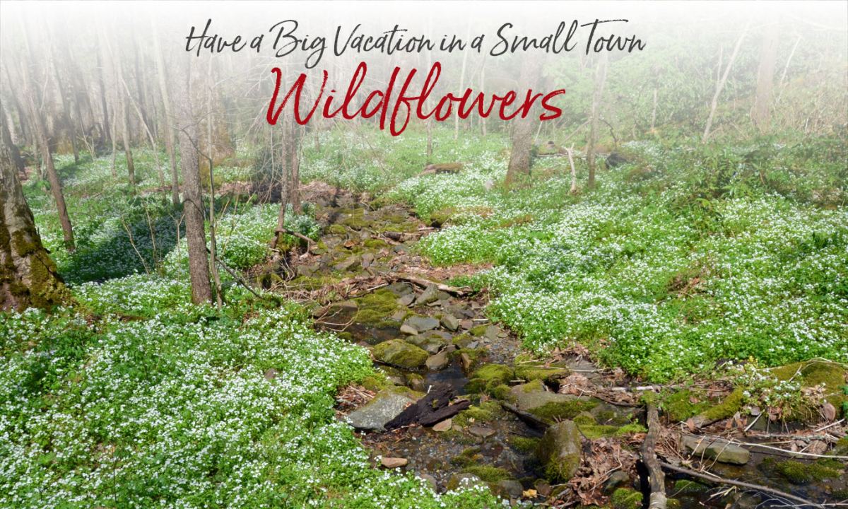 Wildflower blooming calendar NC Smoky Mountains Bryson City