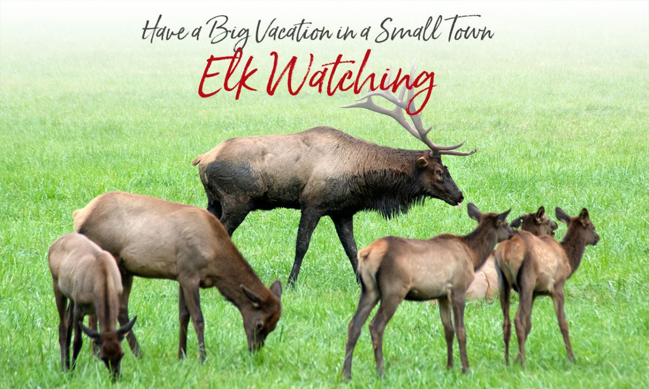 Where Can You See Elk In Cherokee Nc